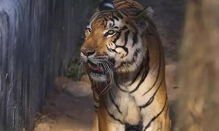 tiger-hulchul-in-east-godav