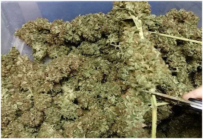 cannabis-seized